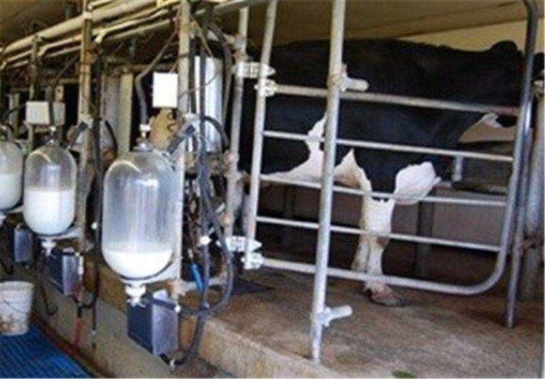 خبرنگاران سالانه 17 هزار و 200 تن شیر خام در شهرستان اهر فراوری می گردد