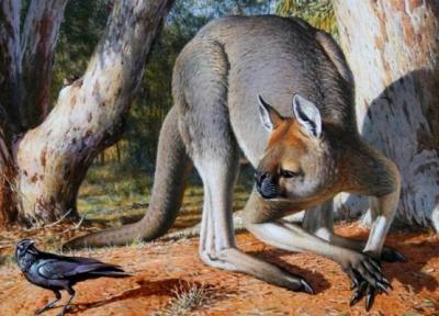 کشف یک کانگوروی غول پیکر 50 هزار ساله عجیب!