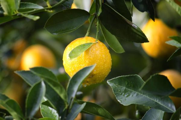 از یک دانه لیمو ترش، درخت لیمو پرورش دهید
