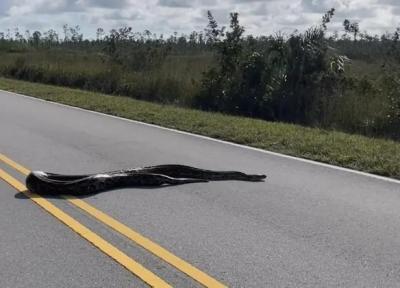 ببینید، مار 4.5 متری عرض جاده ای را در فلوریدا بست