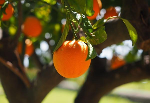 12 خاصیت معجزه آسای جوشانده برگ پرتقال