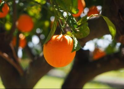 12 خاصیت معجزه آسای جوشانده برگ پرتقال